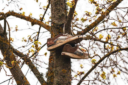 Old brown leather sneakers hang on laces on a tree branch.の写真素材