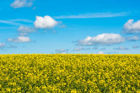 Oilseed rape, rapeseed field flowering in farmland in countryside.Spring landscape under blue sky.