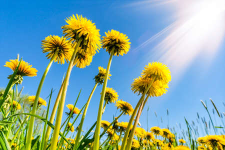 Bottom view of yellow dandelions with sunlight.Nature background. Yellow dandelions in the grass.の写真素材