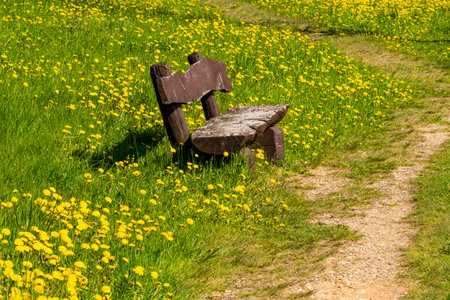 Empty wooden bench in a blooming dandelions fieldの写真素材
