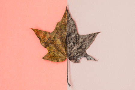 Minimal composition with dried maple leaf on pastel  background. Creative autumn nature concept.の写真素材
