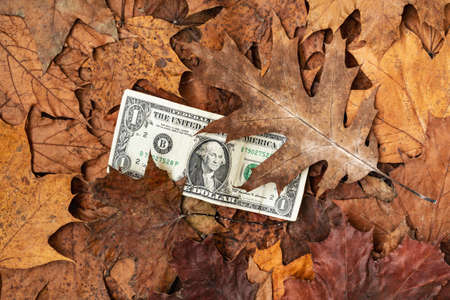 Dollar banknotes under fallen leaves. Concept for recession, devaluation, inflation.