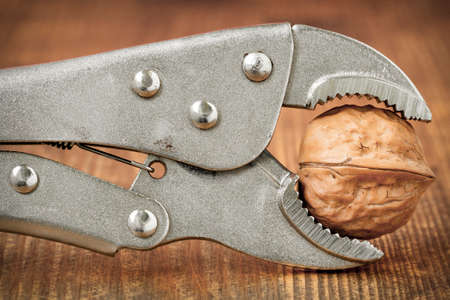 Adjustable wrench squeezing walnut to crack. Pure organic walnuts.
