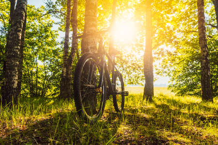 Mountain bike leaned on a tree next to a beautiful green forest with sun shining through the trees.の写真素材