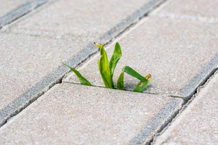 A small plant with green leaves grows on the sidewalk. Germinating plant in paving slabs.