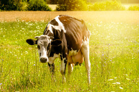 Black and White Cow Looking at Camera. Cow in the field on free range.の写真素材