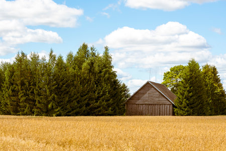 Wooden barn in the middle of wheat field