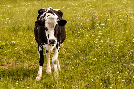 Dairy cow with lot of flies around the head and eyesの写真素材