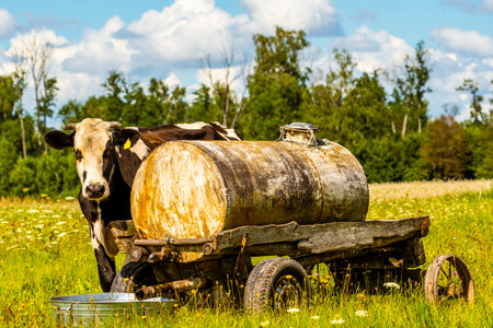 Dairy cow looking at the camera, next to a water tank on an agricultural farm, warm sunny dayの写真素材