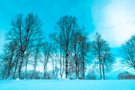 Snowy landscape with a snow covered trees. Beautiful winter.