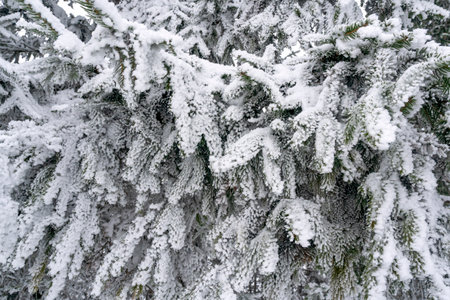 Snow-covered branches of spruce, winter day, close-up. Hoarfrost on the fir tree.