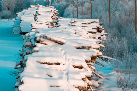 Stacked trunks of trees covered with a snow.. Timber wood industry, deforestation, natural resources, construction material, firewood.の写真素材