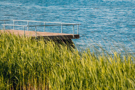 Wooden pier and grass on lake. Wooden pier in the water with reeds.
