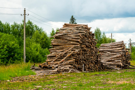 Logs stored in stacked piles at the transportation site. Timber wood industry, deforestation,...