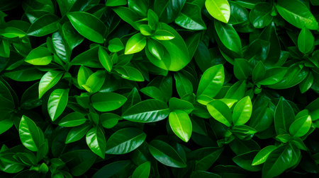 Background of fresh green leaves of citrus plants. Green leaf texture. Leaf texture background. AI generatedの素材