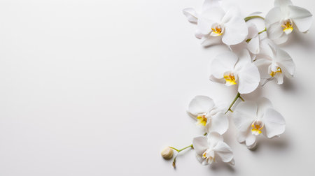 Invitation mockup with white orchid flowers. White orchid flowers on white background. Flat lay, top view, copy space. AI generatedの素材