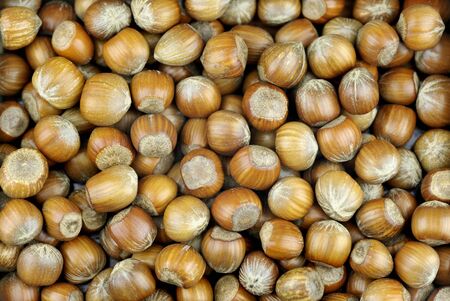 Hazelnuts also called cob or filbert nuts.