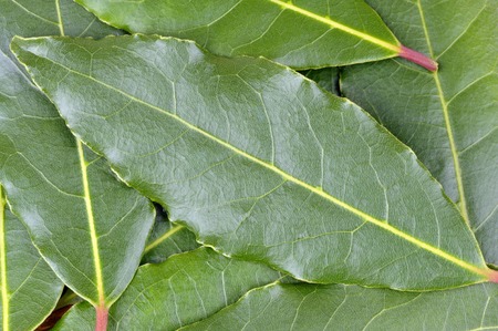 Fresh picked Bay leaves, from the Laurus Nobilis or Bay Laurel tree, for use as a culinary...