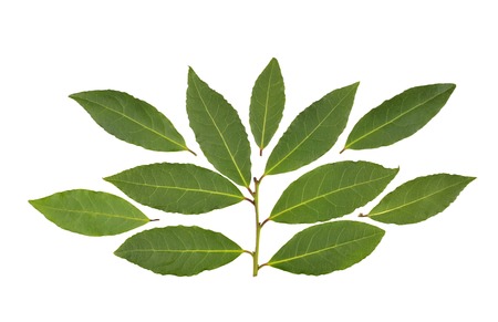 Collection of fresh picked Bay leaves, from the Laurus Nobilis or Bay Laurel tree, for use as a...