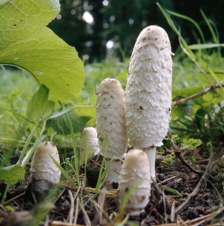 Shaggy mane mushrooms in woodland, coprinus comatus, or also called lawyer's wigs.
