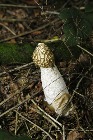 Stinkhorn, phallus impudicus in woodland.の写真素材