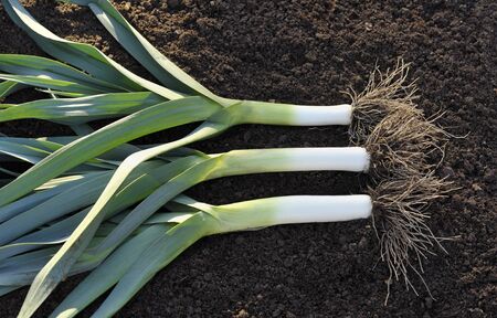 Freshly lifted leeks, allium ampeloprasum, in a vegetable garden, variety Musselburgh.