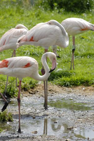 Pink Flamingos or Greater Flamingos, wading birds at a water hole.の写真素材
