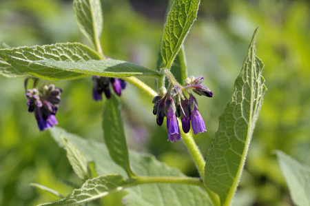 Comfrey plants flowering in a garden, genus symphytum Bocking 14 cultivar of Russian Comfrey flowers also spelt comphrey, a herb which is prized by organic gardeners as it attracts beneficial insects and can be used in compost, as a mulch and to make natuの写真素材