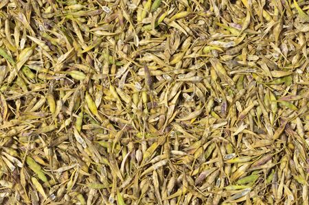 Seed saving, Yellow Mustard seed pod harvest drying also called White Mustard, Sinapis Alba,...