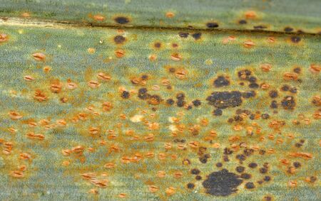 Leek rust a common fungal infection, Puccinia allii, which affects the onion family of plants.の写真素材