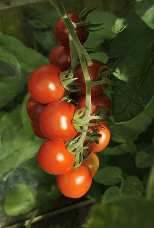 Truss of ripe Alicante tomatoes on the plant vine in a garden greenhouse.の写真素材