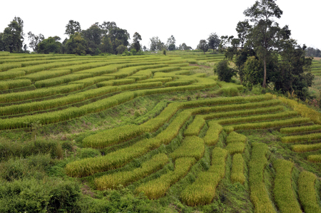 Stepped rice farm fields in the Doi Inthanon National Park, Chiang Mai, northern Thailand.の写真素材