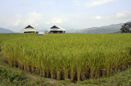 Field of rice and houses in the Doi Inthanon National Park, Chiang Mai, northern Thailand.の写真素材