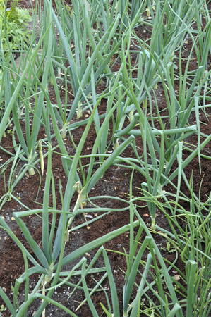Onions, allium cepa variety Sturon grown from onion sets in a vegetable garden.の写真素材