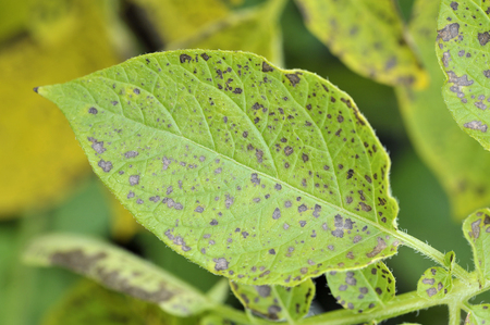 Potato leaf blight on maincrop potato foliage, a fungal problem Phytophthora Infestans and is a disease which causes spotting on late potato leaves.の写真素材