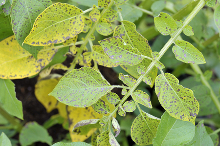 Potato leaf blight on maincrop potato foliage, a fungal problem Phytophthora Infestans and is a disease which causes spotting on late potato leaves.の写真素材