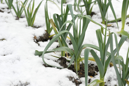 Rows of hardy winter leeks with snow on the ground, allium ampeloprasum, in a vegetable garden, variety Musselburgh.の写真素材