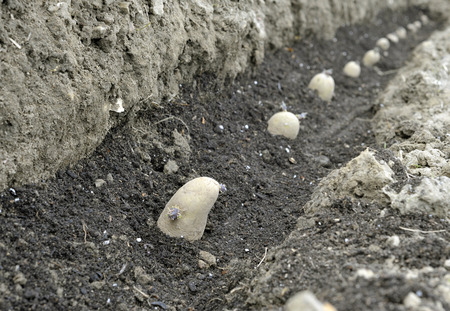 Planting chitted seed potatoes in a vegetable garden trench with a bed of compost. Variety Arran Pilot a first early white potato.の写真素材