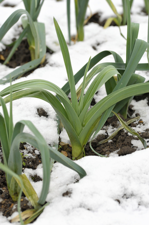 Rows of hardy winter leeks with snow on the ground, allium ampeloprasum, in a vegetable garden, variety Musselburgh.の写真素材