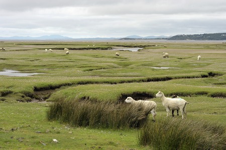 Welsh lambs, sheep grazing salt marshes on the River Dwyryd Estuary, Gwynedd in North Wales, UK.の写真素材