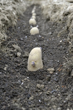 Planting chitted seed potatoes in a vegetable garden trench with a bed of compost. Variety Arran Pilot a first early white potato.の写真素材