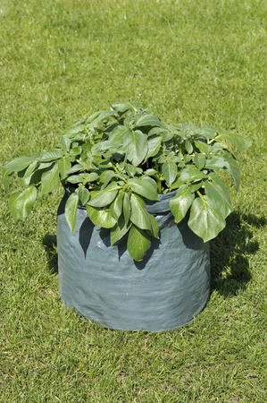Container grown potato plant in a space saving patio bag or potato planter of compost. Variety Charlotte, a waxy second early salad variety suited to garden container growing.の写真素材