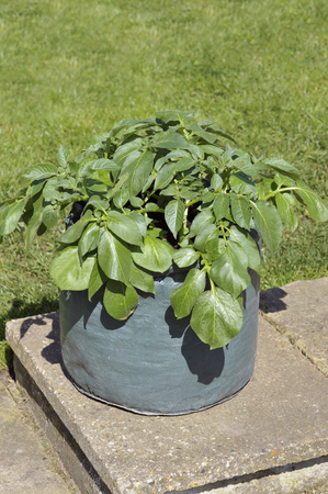Container grown potato plant in a space saving patio bag or potato planter of compost. Variety Charlotte, a waxy second early salad variety suited to garden container growing.の写真素材