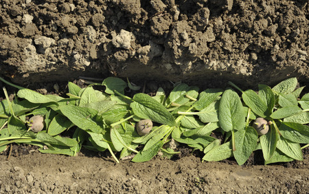 Planting chitted Desiree red maincrop seed potatoes in a vegetable garden trench with a bed of comfrey leaves to fertilize the plants.の写真素材
