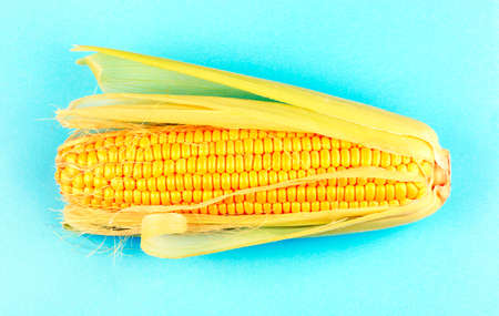 Fresh corn with green leaves, isolated on a blue background