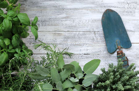 Aromatic plants and blue shovel on wooden background.の写真素材