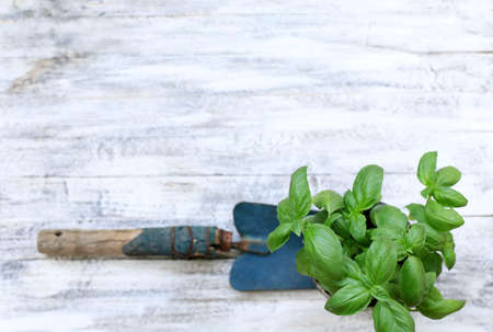 Basil plants and blue shovel on wooden background.の写真素材