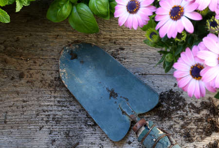 Top view of pink daisies and blue shovel on wooden backgroundの写真素材