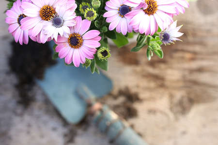 Top view of pink daisies and blue shovel on wooden backgroundの写真素材