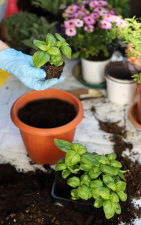Closeup of woman's hands transplanting aromatic plants to pot.の写真素材
